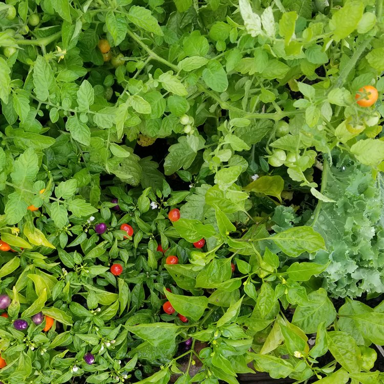 Farmacy Rx Community Garden