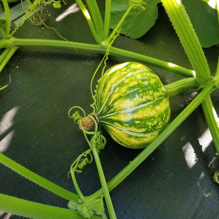 Farmacy Rx Community Garden