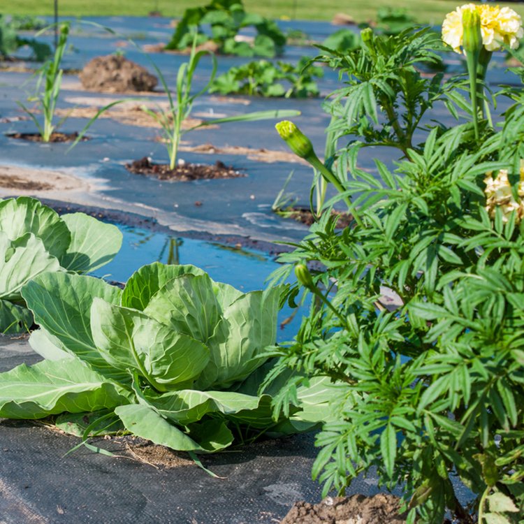 Community garden volunteers