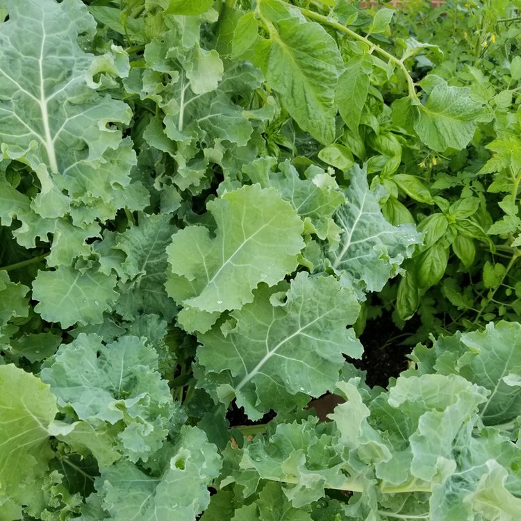Farmacy Rx Community Garden