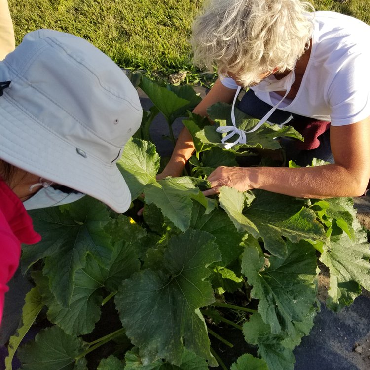 Community garden volunteers